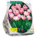 Baltus Tulipa Dubbel Laat Upstar tulpen bloembollen per 12 stuks